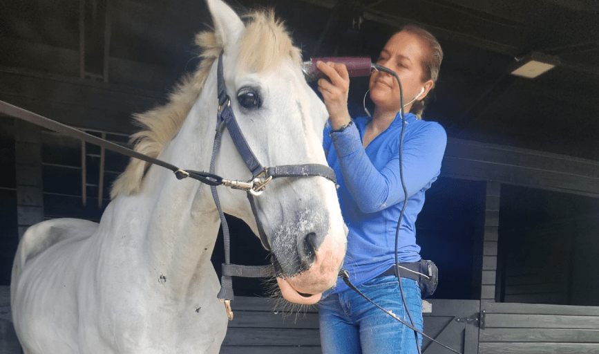 Horse Mane Trimming